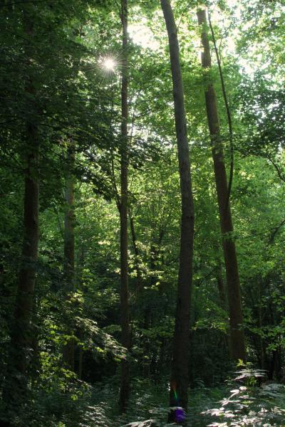 Author: Joao Delille