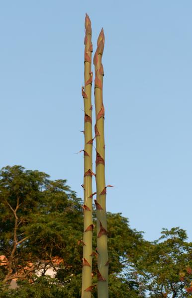 Author: Joao Delille