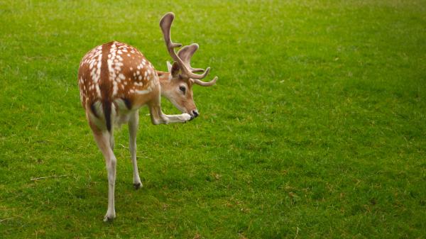 Author: Joao Delille